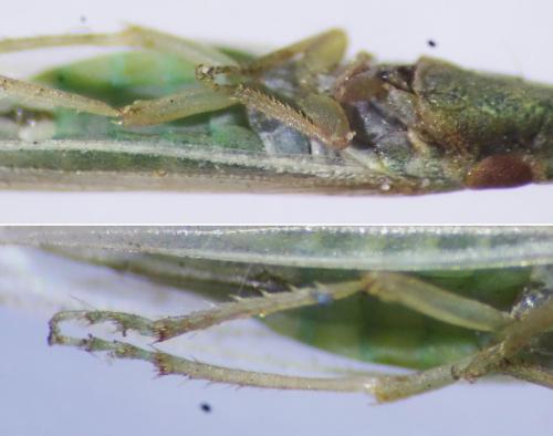 Réf. 232 408 : Paradorydium paradoxum