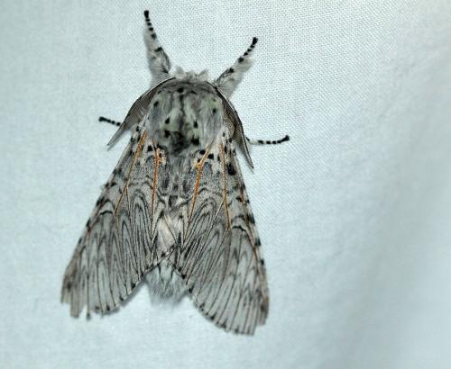 Réf. 232 275 : Cerura vinula