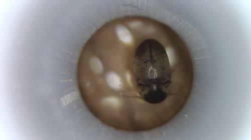 Réf. 232 582 : Mesocoelopus niger
