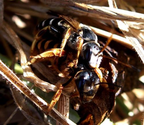 Halictus rufipes