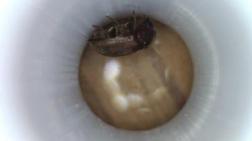 Réf. 232 583 : Mesocoelopus niger
