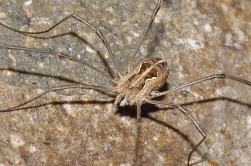 Metaphalangium cirtanum