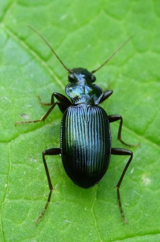 Réf. 232 192 : Leistus spinibarbis