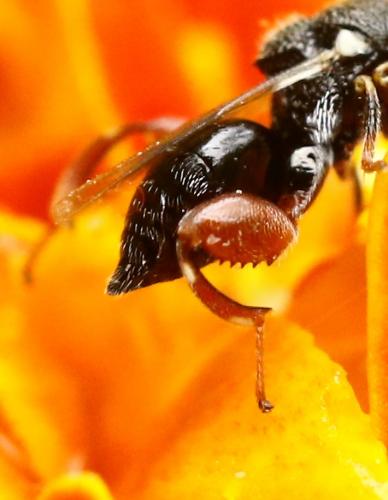 Réf. 232 404 : Brachymeria podagrica