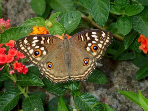 Junonia lemonias lemonias