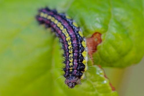 Aglaope infausta