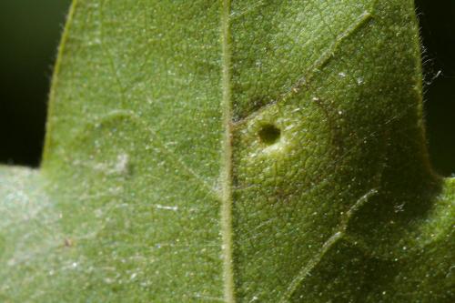 Aceria monspessulani