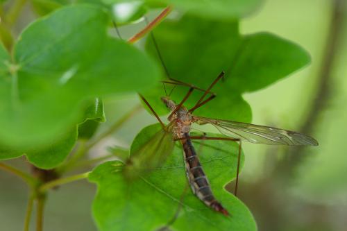 Réf. 232 367 : Tipula sp.