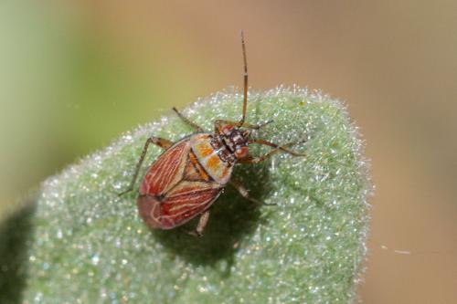 Pachyxyphus lineellus