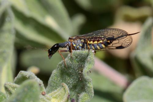 Réf. 232 418 : Raphidia sp.