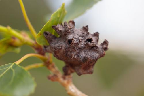 Réf. 232 541 : Pemphigus vesicarius