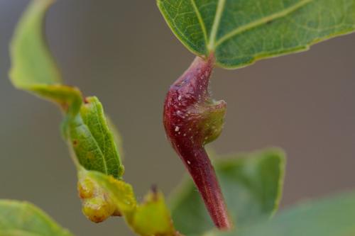 Pemphigus bursarius