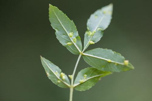 Aceria fraxinicola