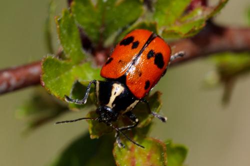 Réf. 232 548 : Cryptocephalus octopunctatus