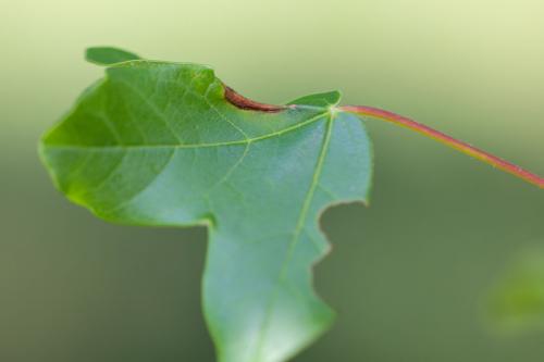 Phyllonorycter monspessulanella