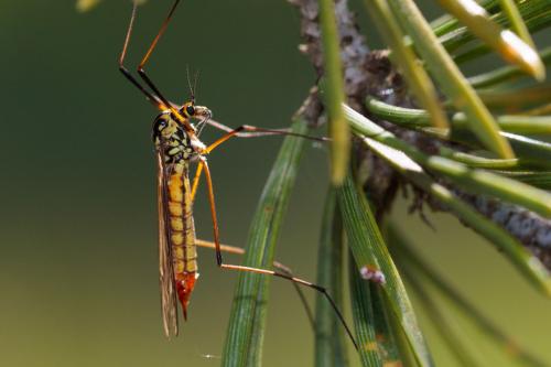 Réf. 232 939 : Nephrotoma appendiculata