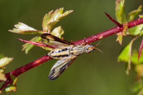 Dorycera sp.