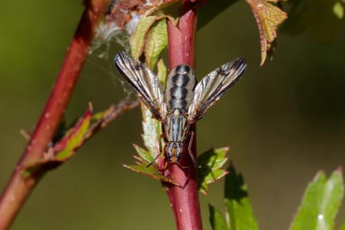 Dorycera sp.