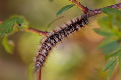 Eriogaster catax