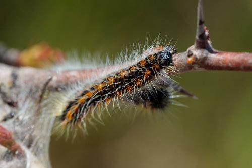Aporia crataegi