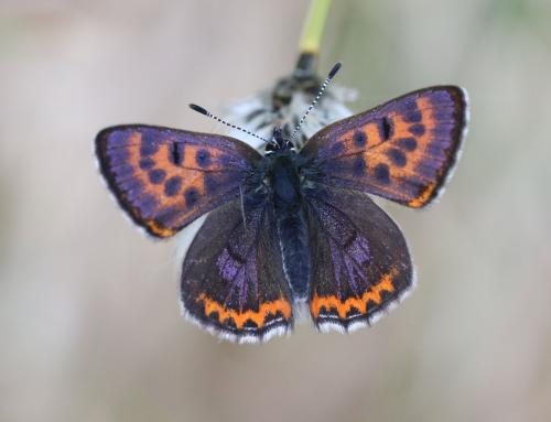 Lycaena helle magdalenae