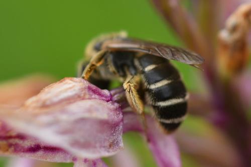 Réf. 232 387 : Halictus sp.