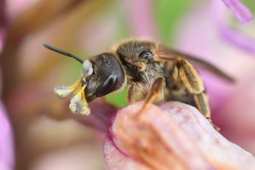 Réf. 232 386 : Halictus sp.