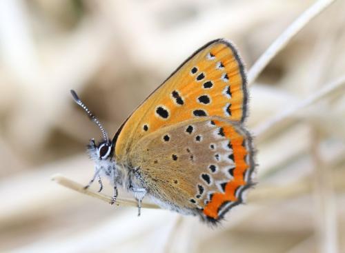 Lycaena helle magdalenae