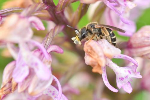Réf. 232 385 : Halictus sp.