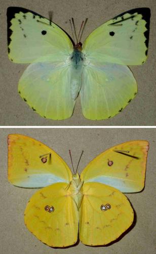 Réf. 232 824 : Catopsilia pomona