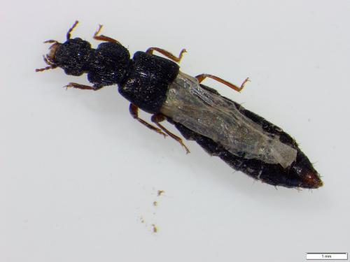 Réf. 232 602 : Anotylus rugosus