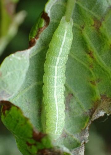 Réf. 232 649 : Orthosia incerta