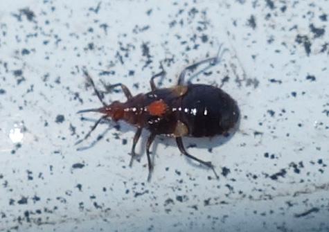 Anthocoris sp.