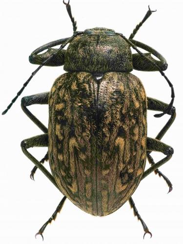 Réf. 232 142 : Dasyplonyx maculosus