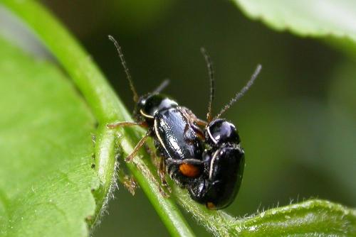 Réf. 232 972 : Cryptocephalus marginellus