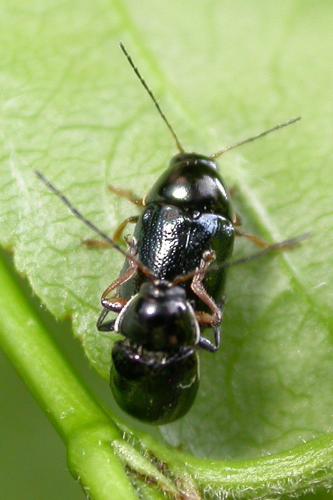 Réf. 232 975 : Cryptocephalus marginellus