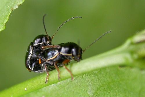 Réf. 232 973 : Cryptocephalus marginellus