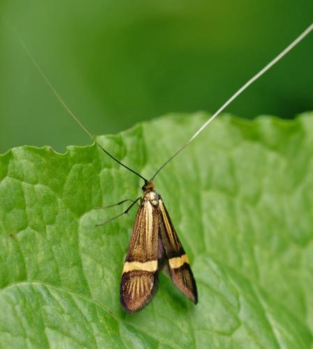 Réf. 232 439 : Nemophora degeerella