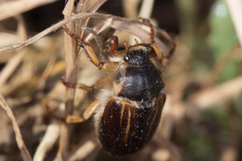 Amphimallon pygiale