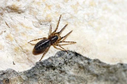 Segestria florentina