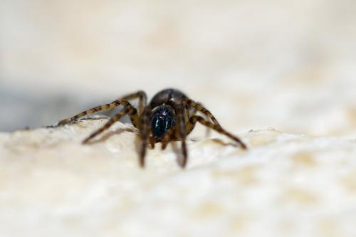 Segestria florentina