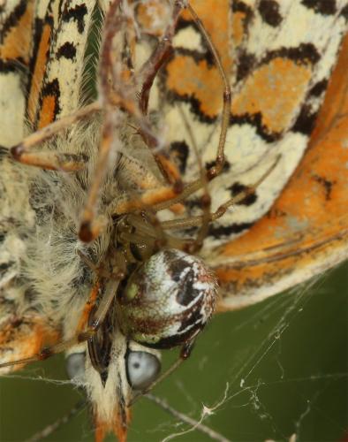 Phylloneta sp.