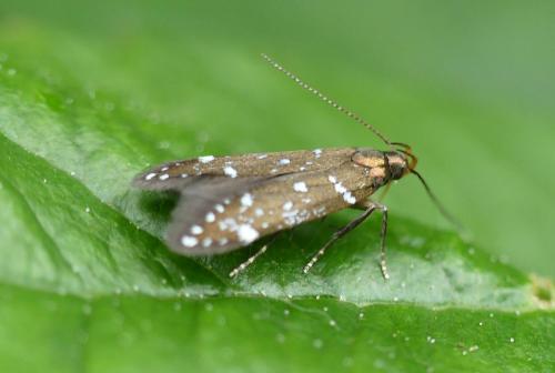 Argolamprotes micella