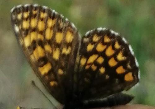 Réf. 232 927 : Melitaea athalia athalia