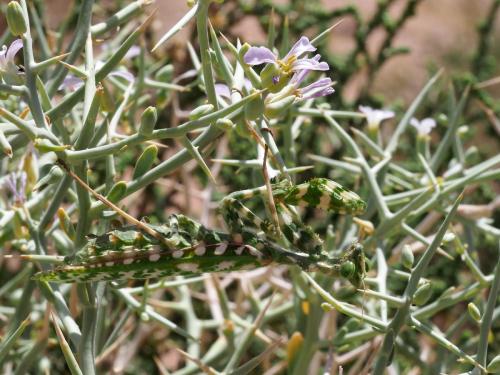 Réf. 232 443 : Blepharopsis mendica