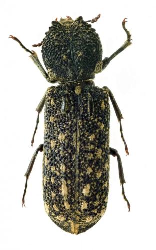 Lichenophanes carinipennis