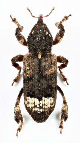 Camptorhinus statua