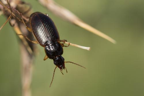 Réf. 232 345 : Calathus circumseptus
