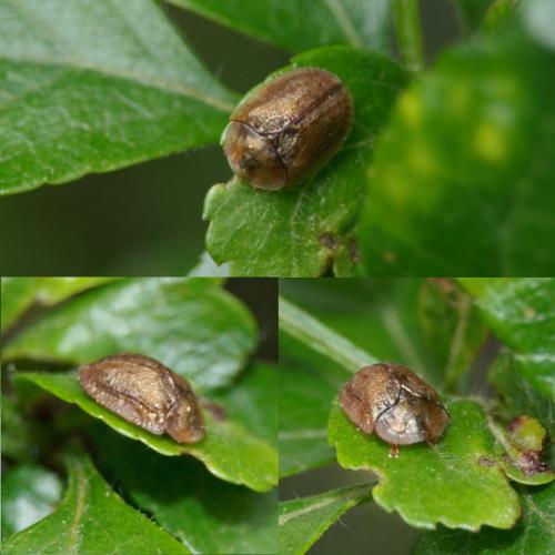 Réf. 232 143 : Hypocassida subferruginea