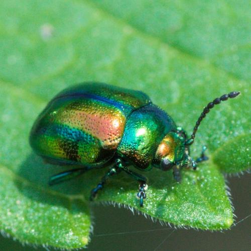 Réf. 232 349 : Chrysolina fastuosa